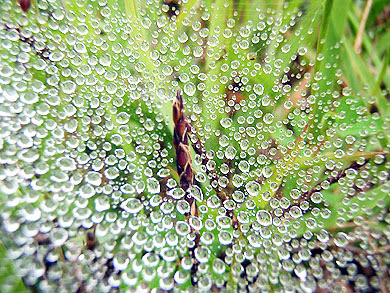 蜘蛛の糸と朝露 Stone Tamaki