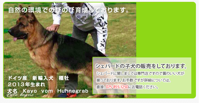 シェパード子犬の販売 訓練 京北ドッグスクール 京北警察犬訓練所