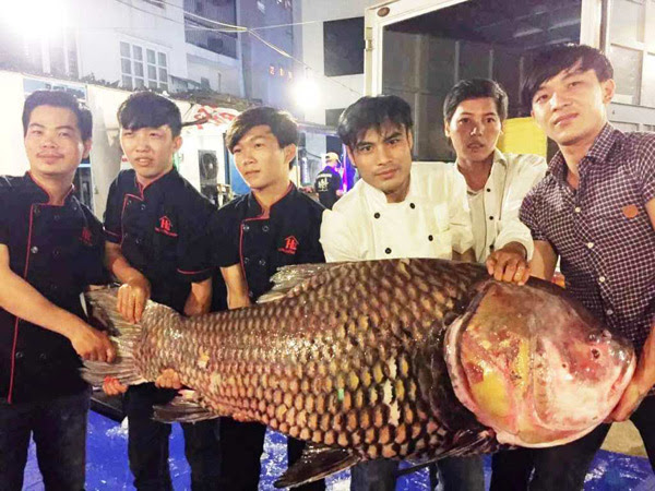Bộ 3 cá hô "khủng" màu hồng, vàng, đen xuất hiện ở Sài Gòn - 1