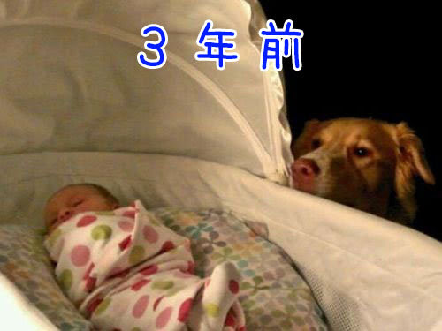 赤ちゃんだった娘と犬 3年が過ぎて 今はこんな関係になったよ らばq