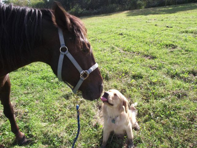 Estes animais engraçados