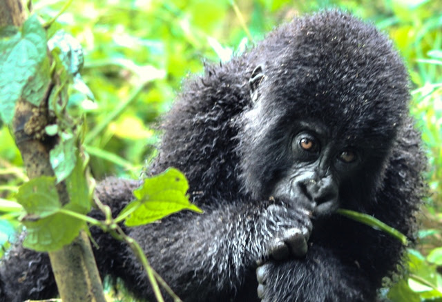 Baby gorilla eating bamboo in Rwanda - image zoedawes