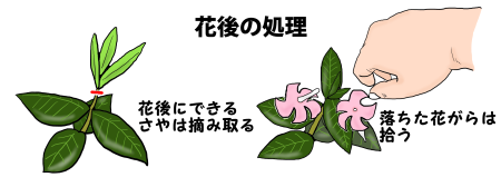 ニチニチソウ 日々草 の育て方 ヤサシイエンゲイ