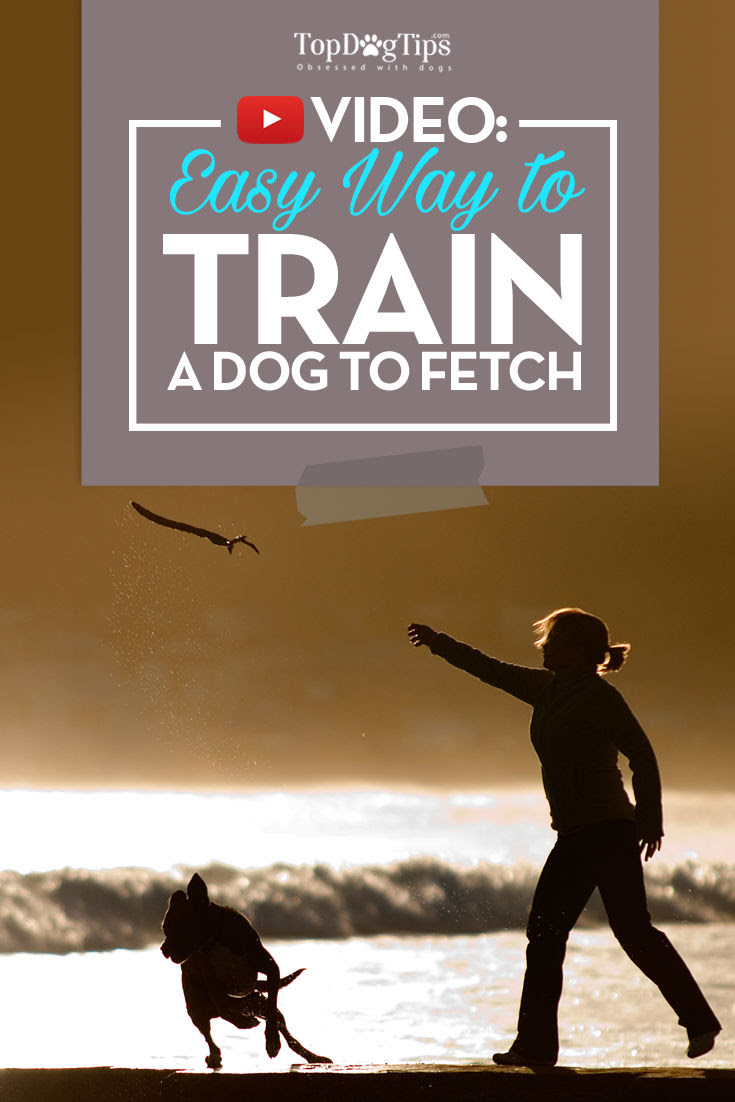 How To Train A Dog Fetch
