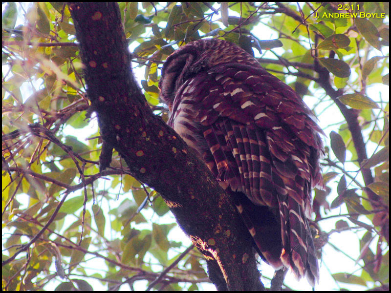 Barred Owl