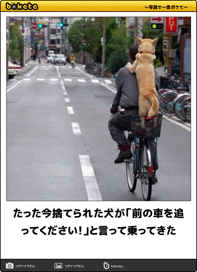 閲覧注意 即 笑える 犬まとめbokete 笑いたい人は必見 犬の総合情報サイト ペットスマイルニュースforワンちゃん