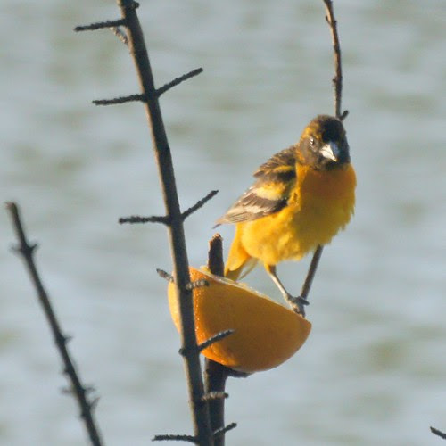 Baltimore Oriole on an Orange