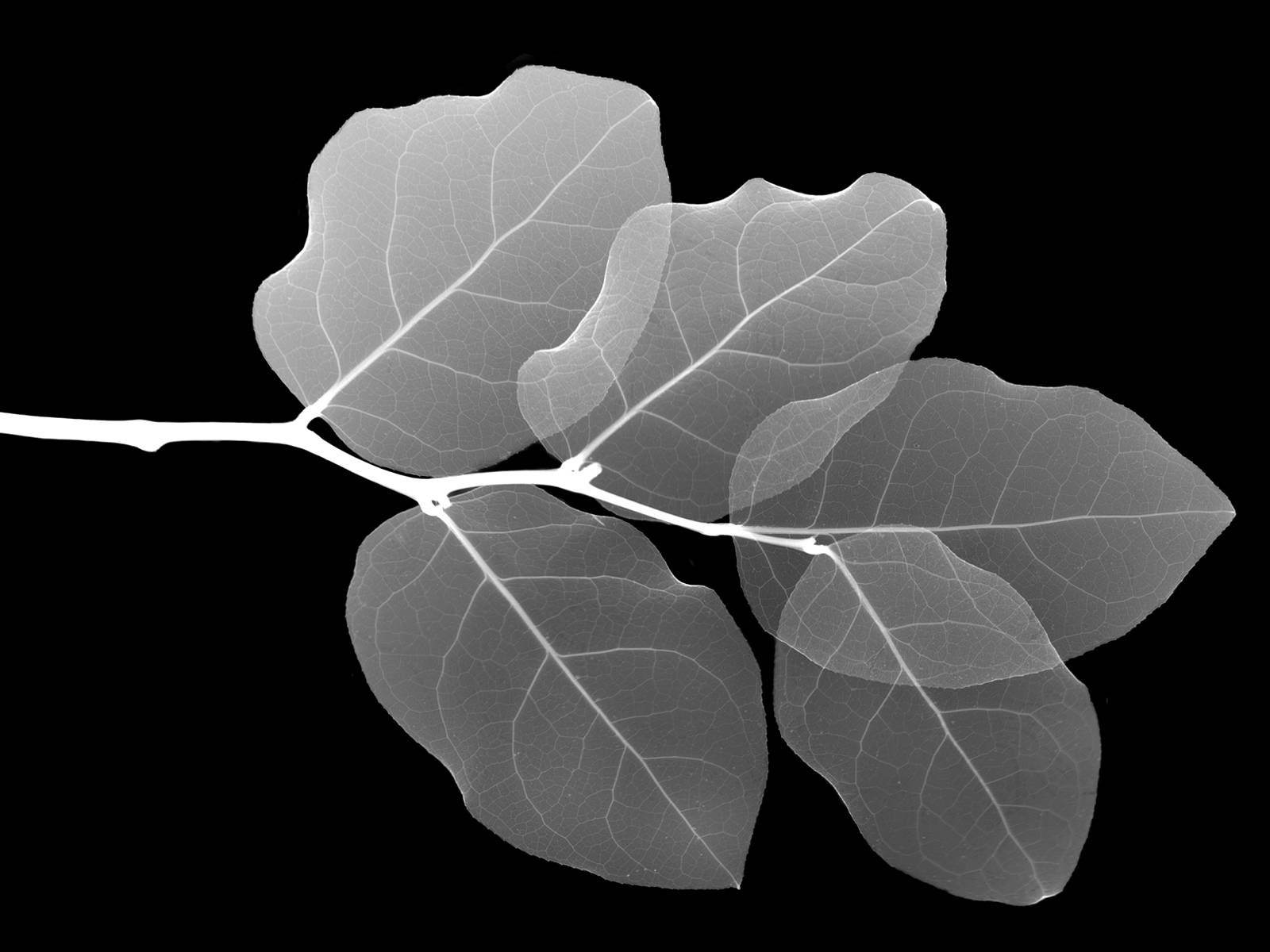 leaves Vista Black Wallpaper Black backgrounds