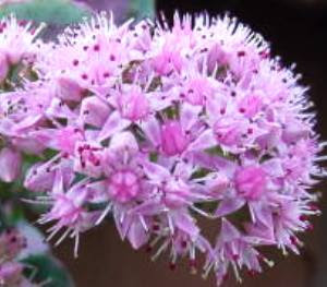 今日という日は 10月25日 誕生花と花言葉 みーこ S Diary