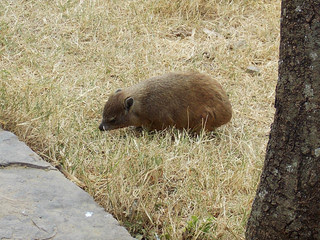 SafariAnimals-092