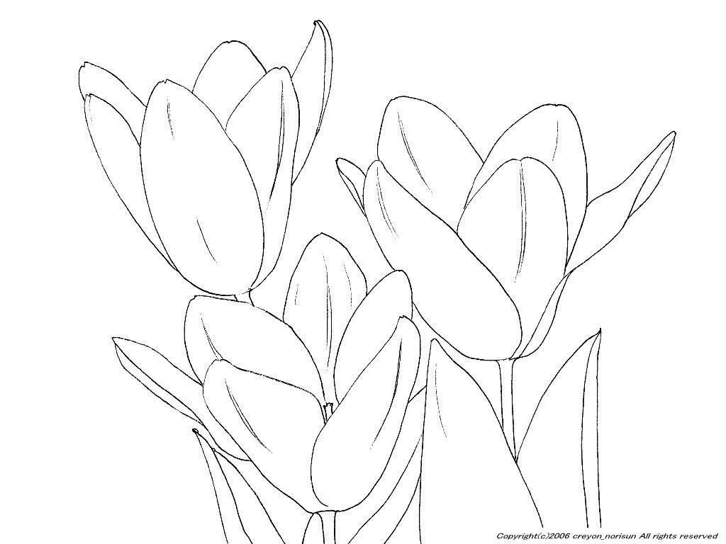 チューリップの下絵 チューリップのぬりえ