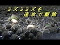 [10000印刷√] メダカ 水槽 小さいミミズ 153377-メダカ 水槽 小さいミミズ
