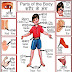 Woman Body Parts Name In Hindi - MYFUNZONE: Science Facts - IX / Internal body parts name in hindi and english.