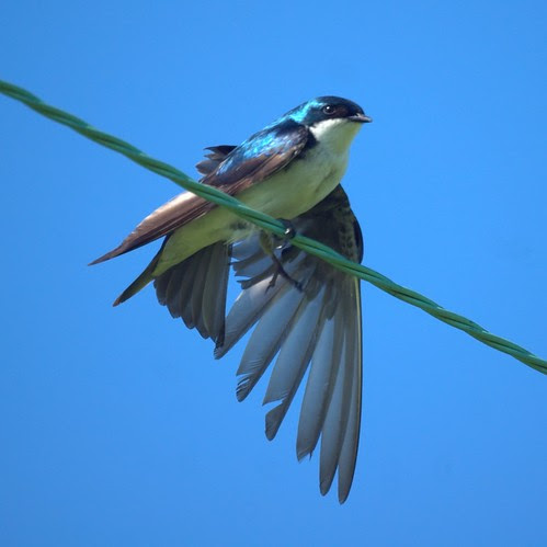 Tree Swallow: Negri Nepote