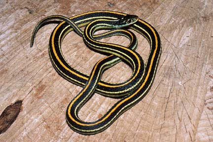 Black And Yellow Snake