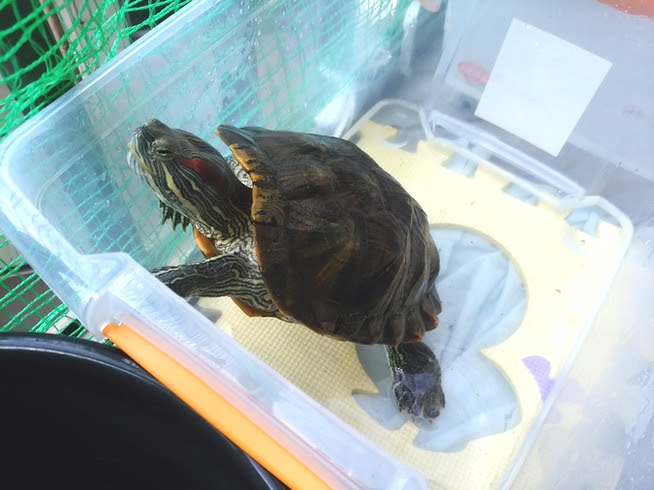 カメは暑さに弱い 熱中症対策をして夏を乗り切ろう わんにゃんうぇぶ ペットと一緒に暮らせる住まいが もっと身近になるように 住まいをよく知る不動産広告会社が所沢から発信