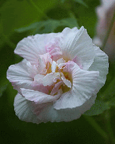 花 フヨウ 8月5日の花と花言葉 フヨウ 魅る魅るガーデニング