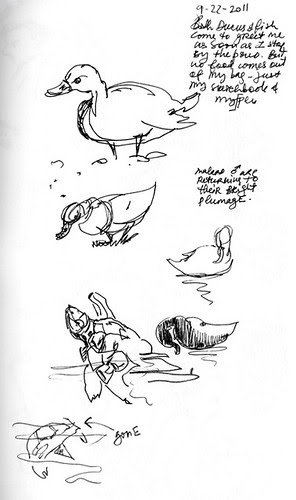 September 2011: Water and around it by apple-pine