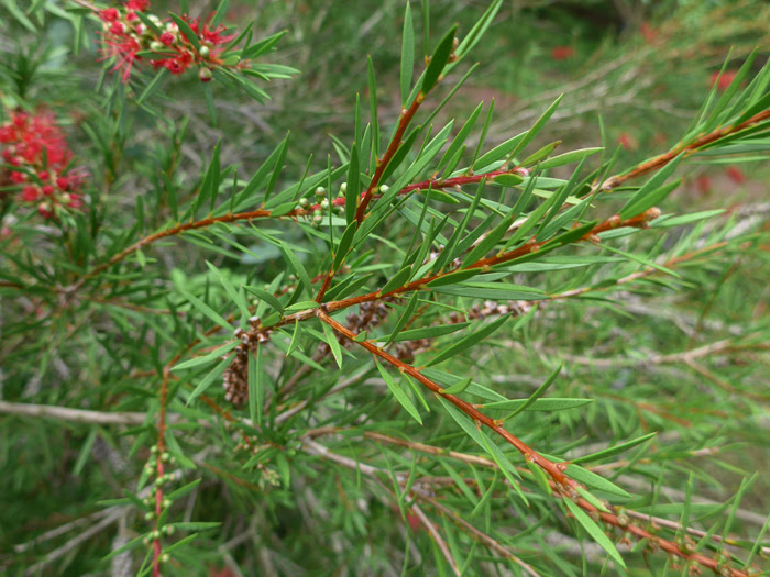 マキバブラシノキ 植物写真鑑