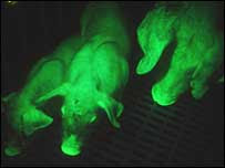 glowing green pigs