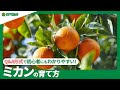 [10000印刷√] みかん 苗木 育て方 623580-みかん はるみ 苗木 育て方