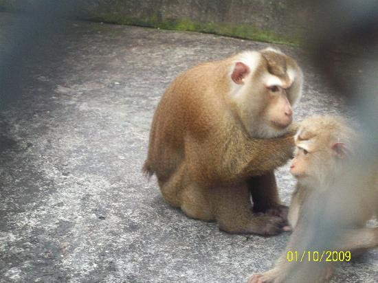 Photos of Phuket Zoo, Phuket