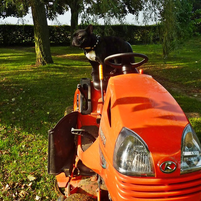 Griffin, bouledogue français, et le tracteur