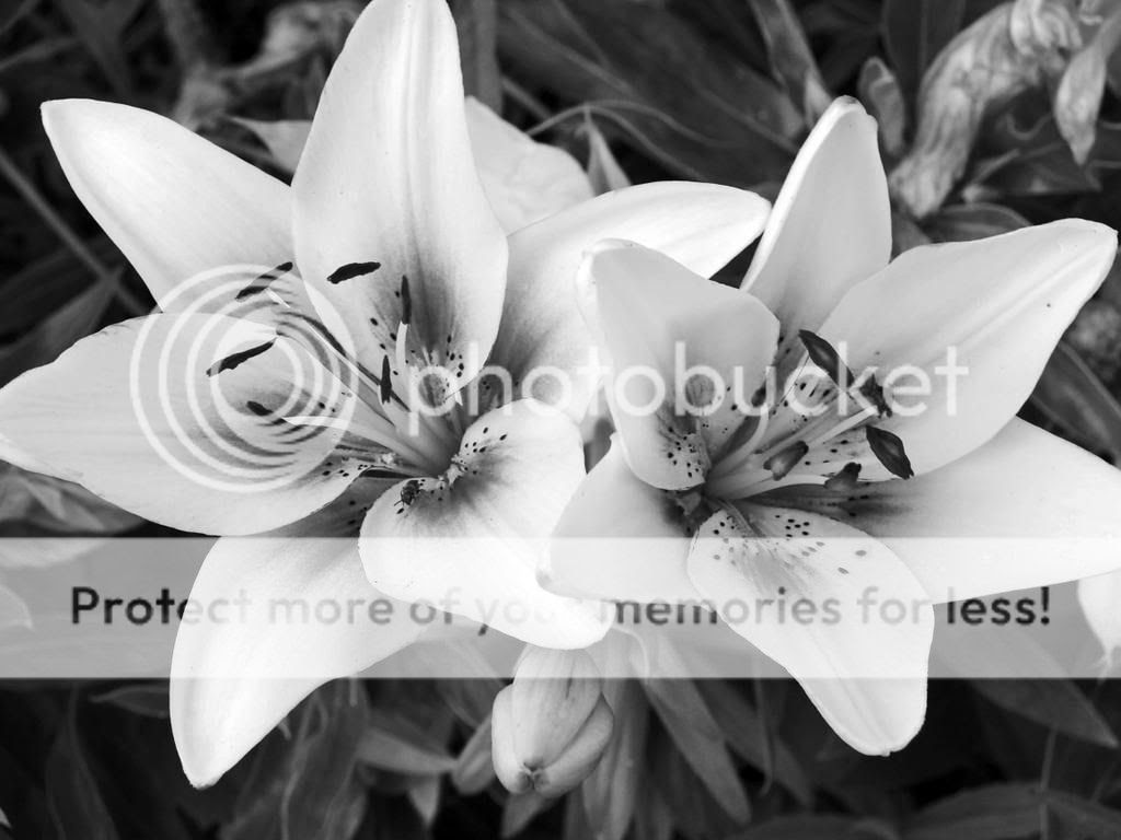 black and white flowers graphics and comments