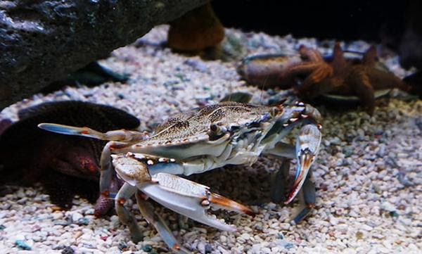 人間の子供ってさ カニの飼育の分からないで捕まえるよね 淡水カニへのボケ ボケて Bokete