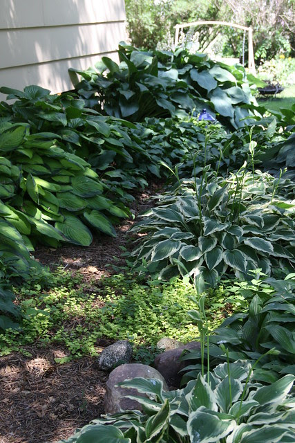 Hosta Heaven