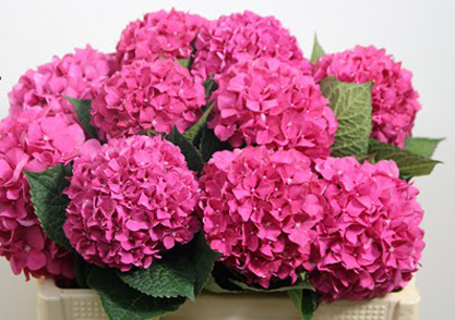 Hydrangea glow alps rose – dark pink