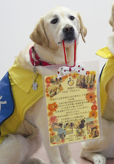 グミ お疲れ様 介助犬のｐｒ役を引退 保土ケ谷区 タウンニュース