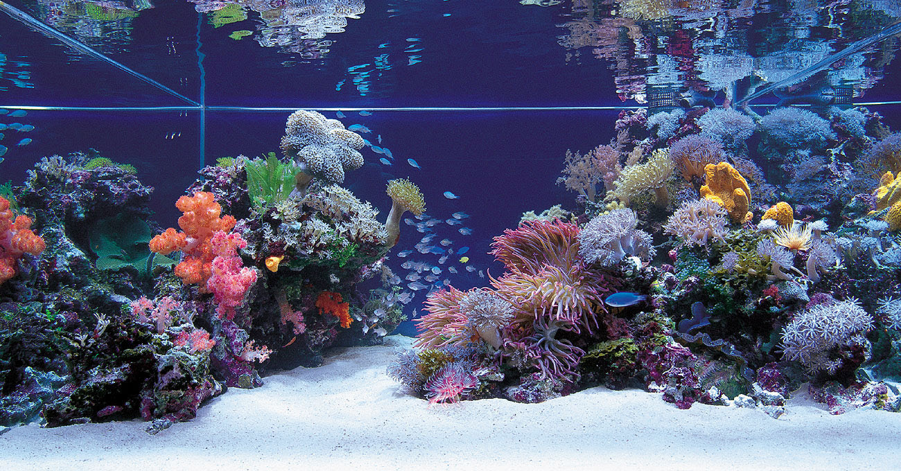 Any Salties out there? Saltwater Aquascapes  AquaScaping World Forum