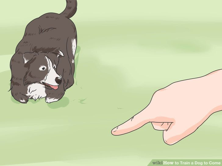 Train a Dog to Come Step 4 Version 2.jpg