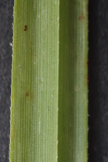 カヤツリグサ 能代市風の松原植物調査