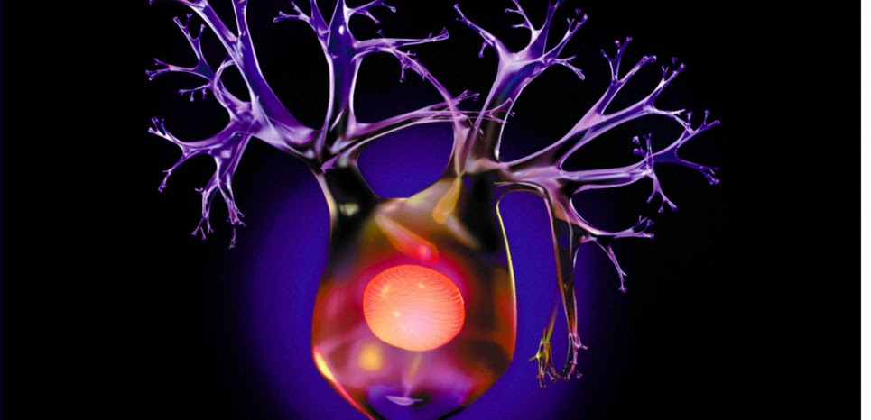 Représentation d'un neurone sur fond noir. © SUPERSTOCK/SUPERSTOCK/SIPA