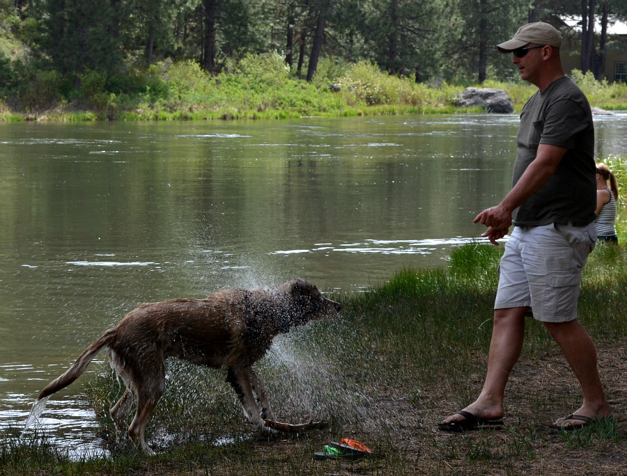 DSC_0439_dog_shake_water_flies_man