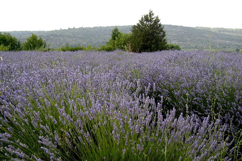 Photos From Ilirio S Lavender Tour On Hvar Island Croatia