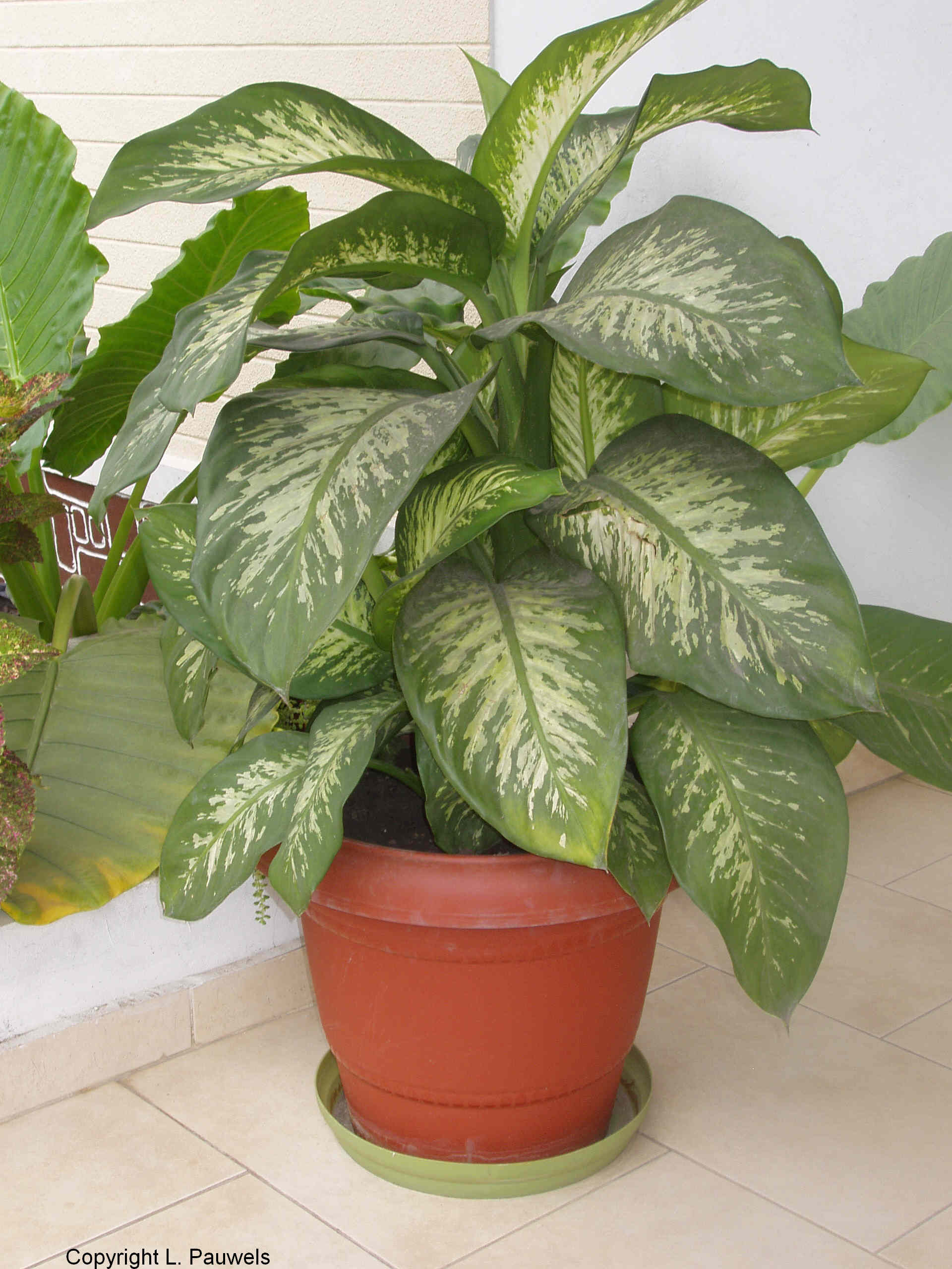 best plants for a house