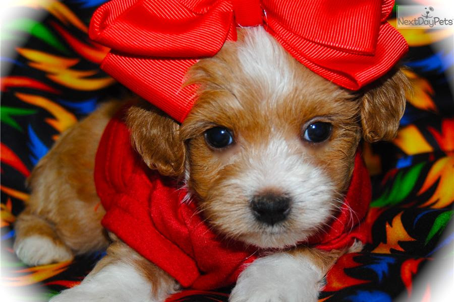 Malti Poo - Maltipoo puppy for sale near Dallas / Fort ...