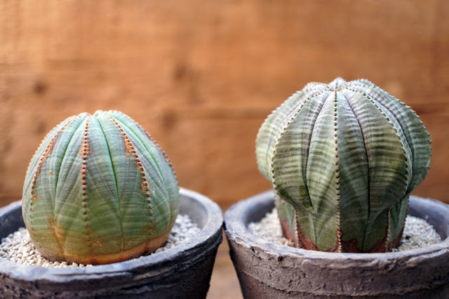 Isla Del Pescado Euphorbia Obesa ユーフォルビア オベサ