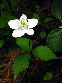 イチリンソウ いちりんそう 一輪草 の花言葉 花言葉事典