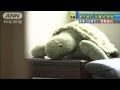√1000以上 亀 ぬいぐるみ 346826-亀 ぬいぐるみ 小さい