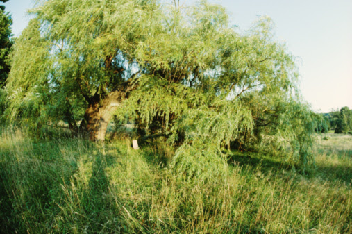 Miniature Willow Tree Information