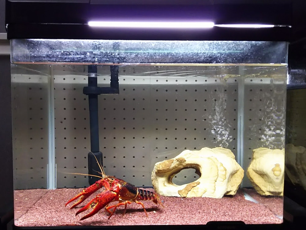 アメリカザリガニの正しい飼い方 Kohei Murakami Official Blog