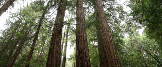sequoias