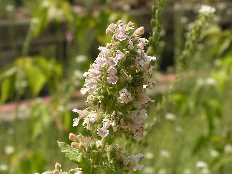 Menta de gato Nepeta cataria File:Catnip flowers.jpg