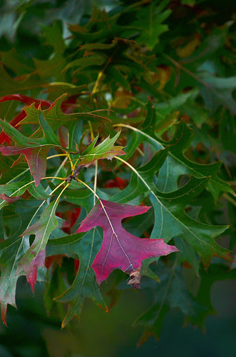 10-14-13 (2) copy