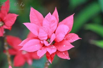 ショウジョウボク 海ずかん