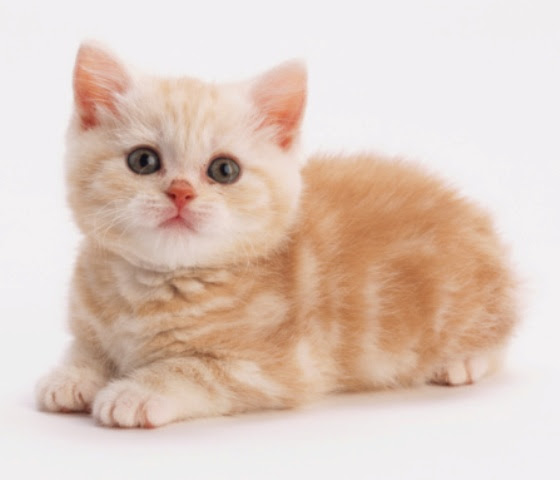 Ini Mengapa Sebabnya Kucing Jadi Binatang Kesayangan Nabi Ini Mengapa Sebabnya Kucing Jadi Binatang Kesayangan Nabi
